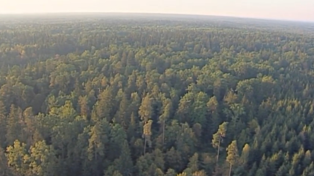 Puszcza  Białowieska. Wczoraj, dziś, jutro